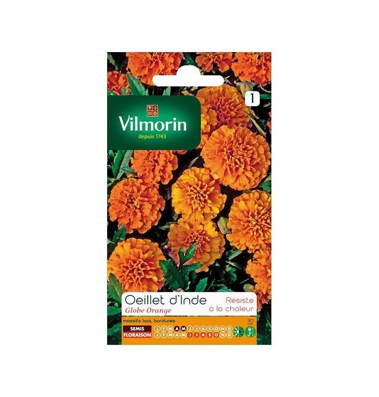 Orange Globe marigold