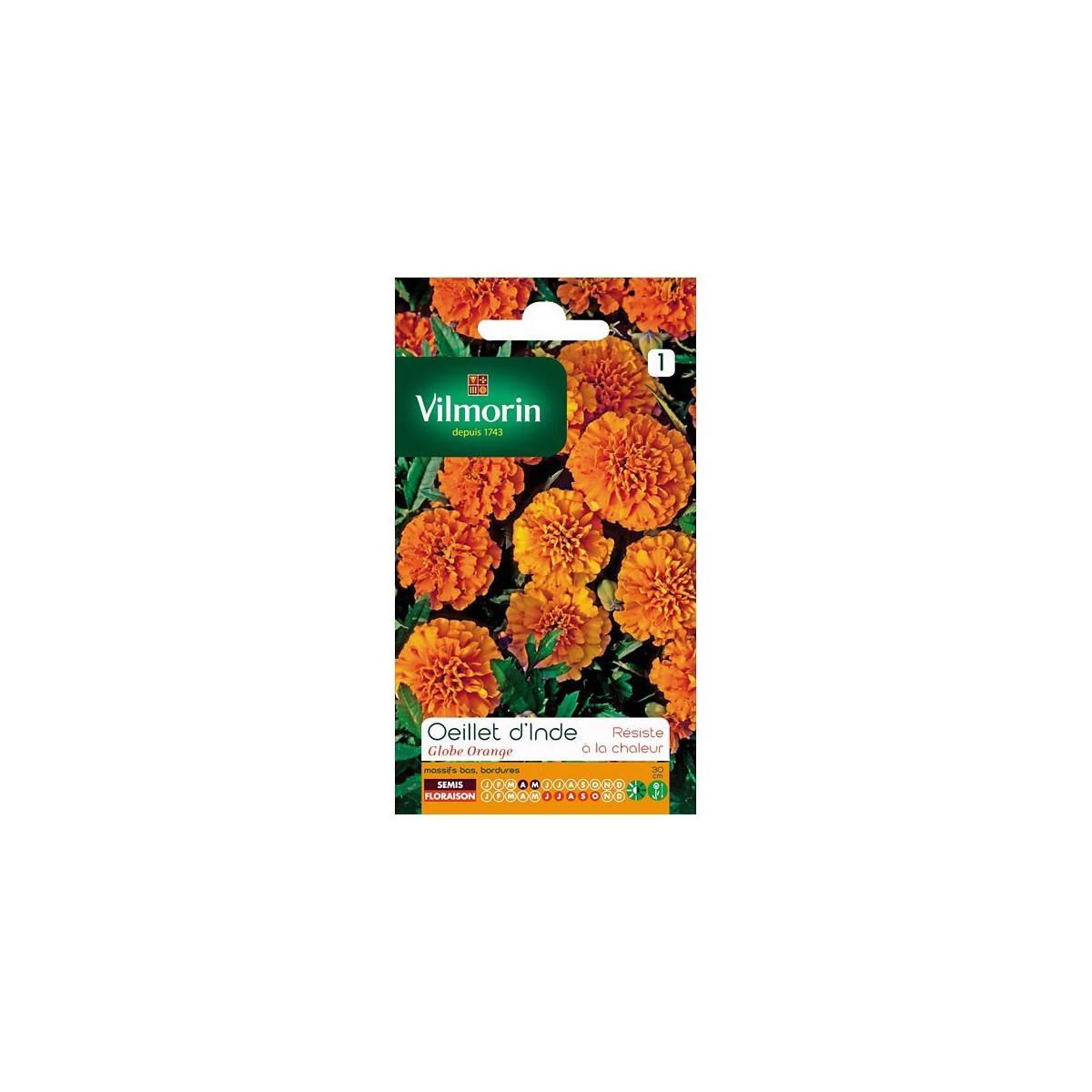 Orange Globe marigold