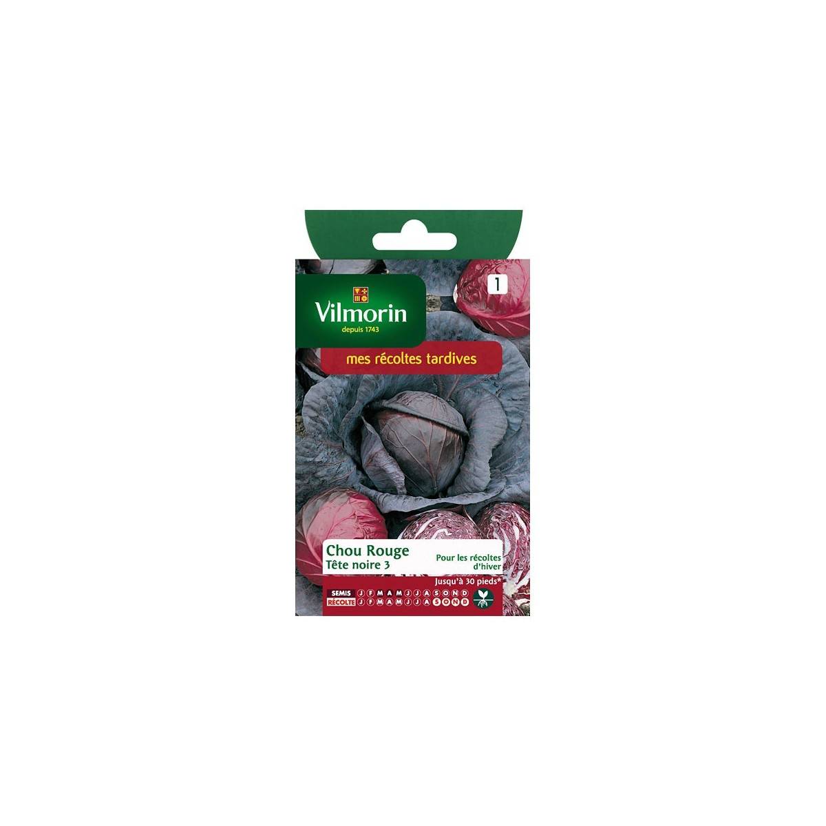 Schwarzer Kopf Rotkohl 3