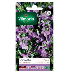 Duftende violett 4 Jahreszeiten