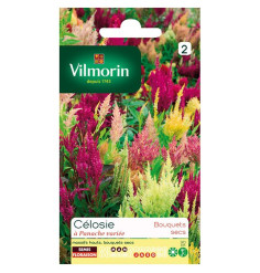 Celosia zu vielfältig plume Vilmorin