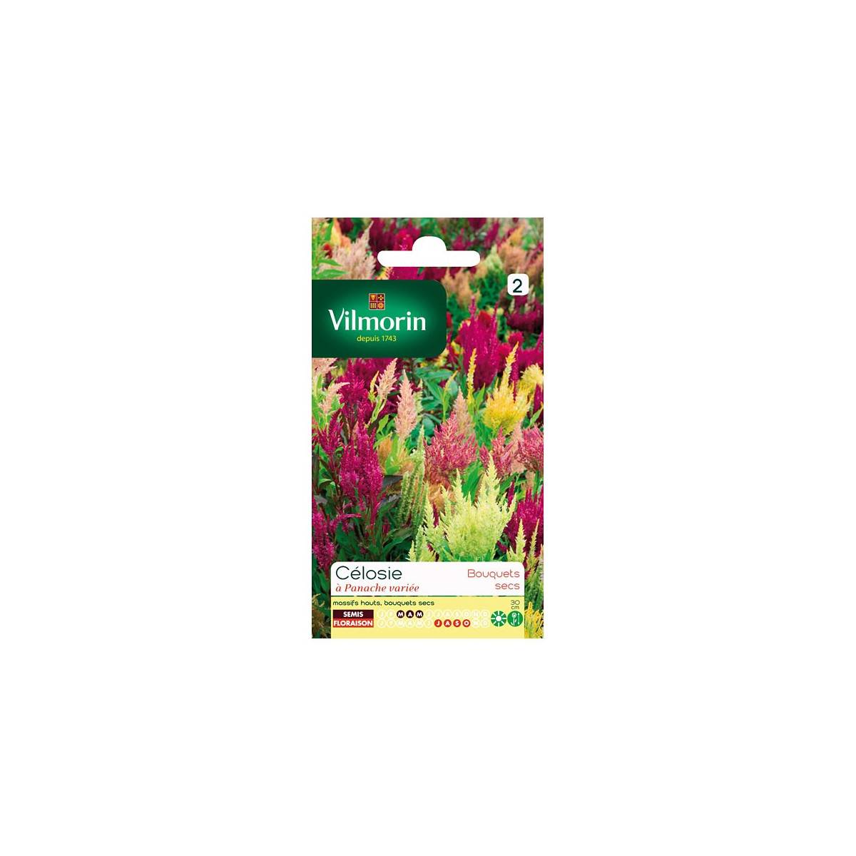 Celosia zu vielfältig plume Vilmorin