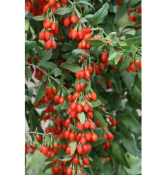 bag of seeds Goji shangai Express vilmorin