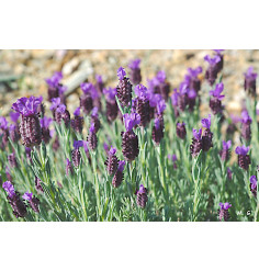 semillas del bolso de la mariposa lavanda Lavandula stoechas Vilmorin