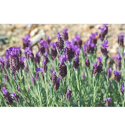 Beutel Samen Schmetterling Lavendel Lavandula stoechas Vilmorin