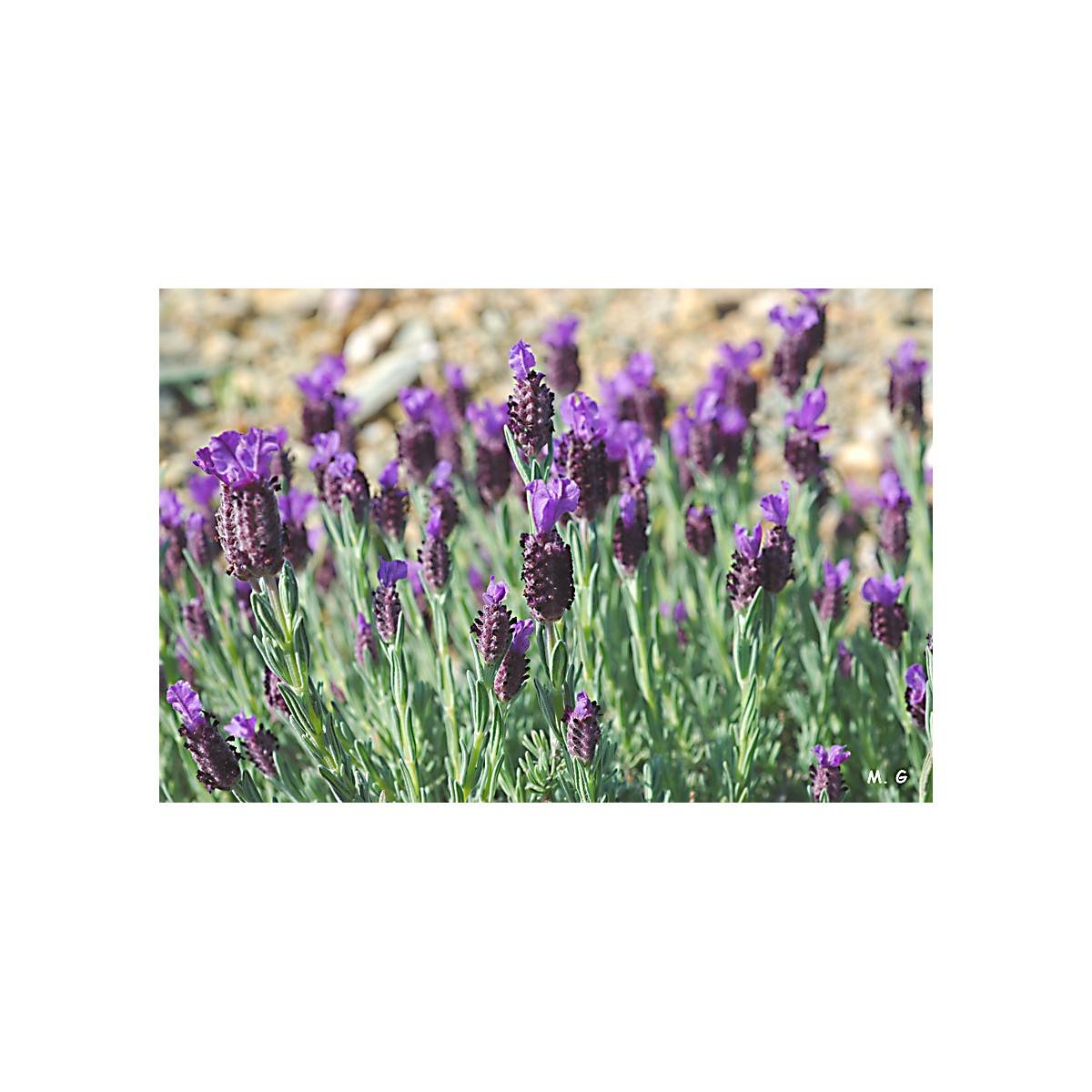 sachet seeds Lavender Butterfly Lavandula stoechas vilmorin