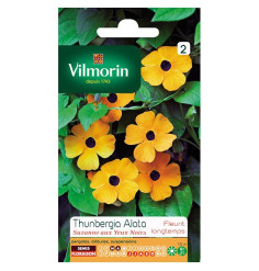 Sachet seeds Thunbergia Alata suzanne with black eyes