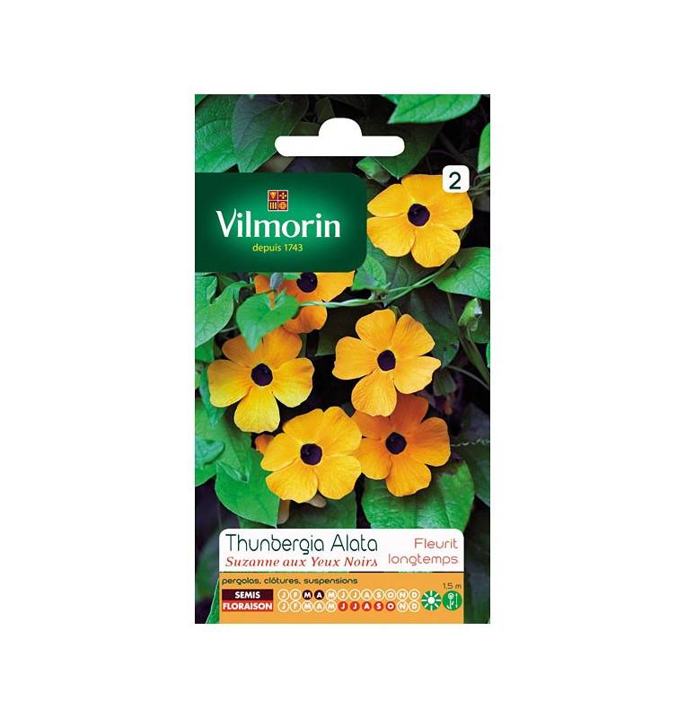 Sachet graines Thunbergia Alata suzanne aux yeux noirs