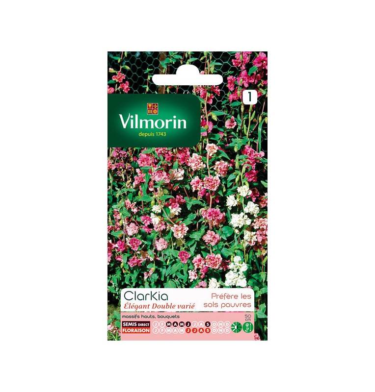 Sachet graines Clarkia Elegant double varié