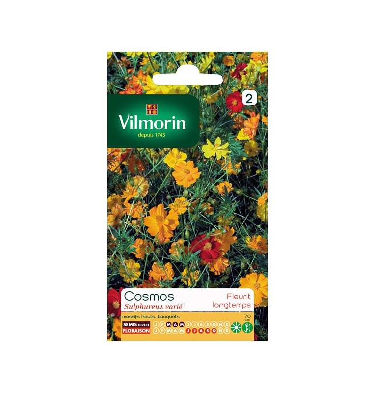 Sachet graines Cosmos Sulphureus varié