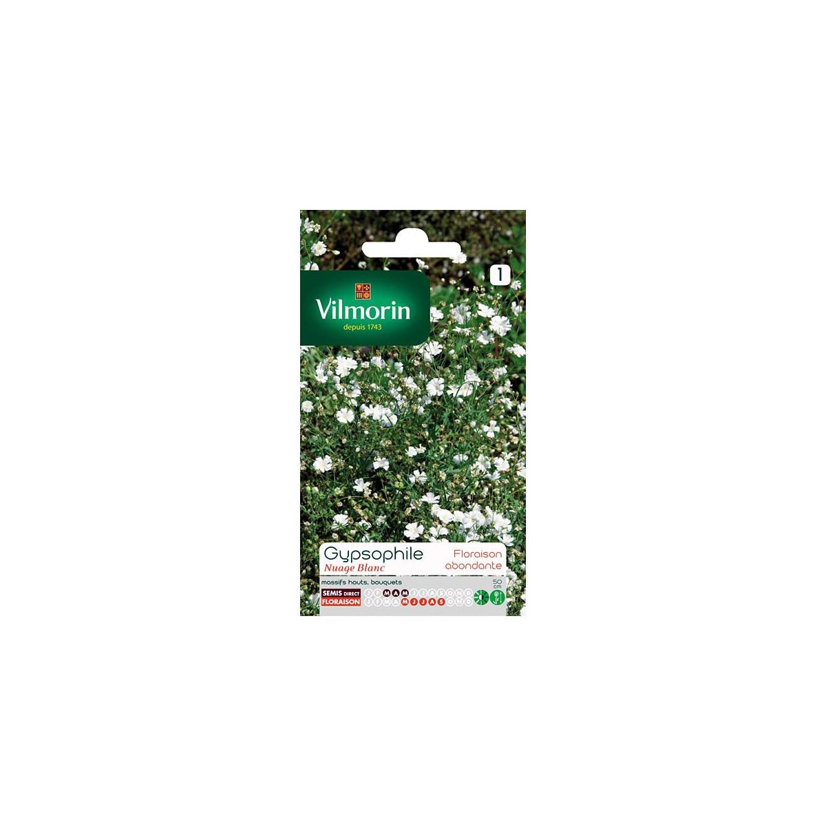 Bag seeds Gypsophila cloud white