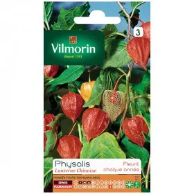 Sachet graines Physalis Lanterne chinoise