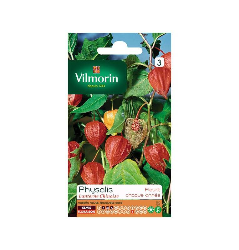 Sachet graines Physalis Lanterne chinoise