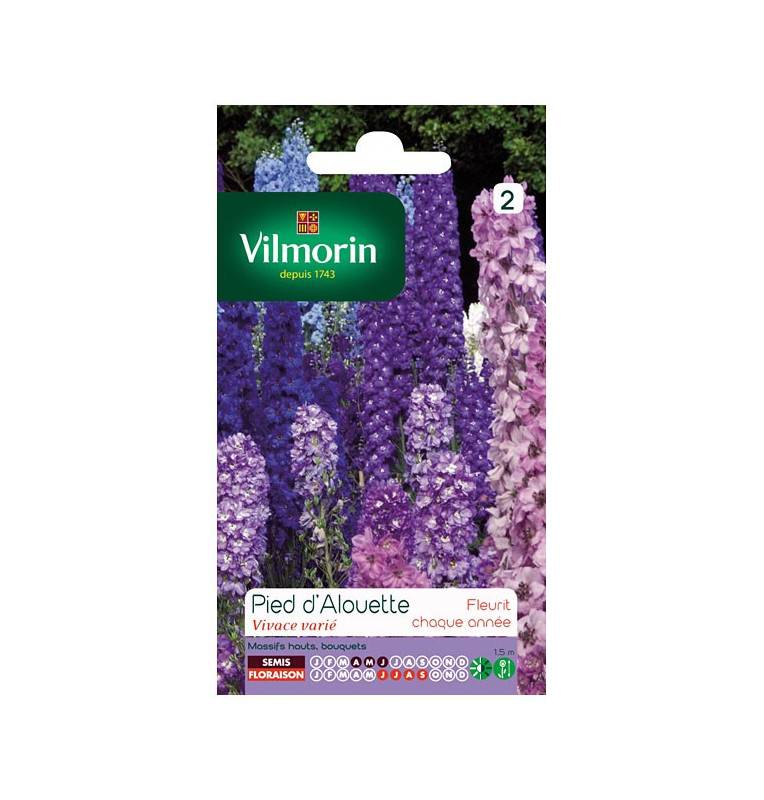 Sachet graines Pied d'Alouette Delphinium vivace varié