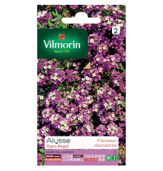 bolsa de semillas Alyssum Real Alfombra