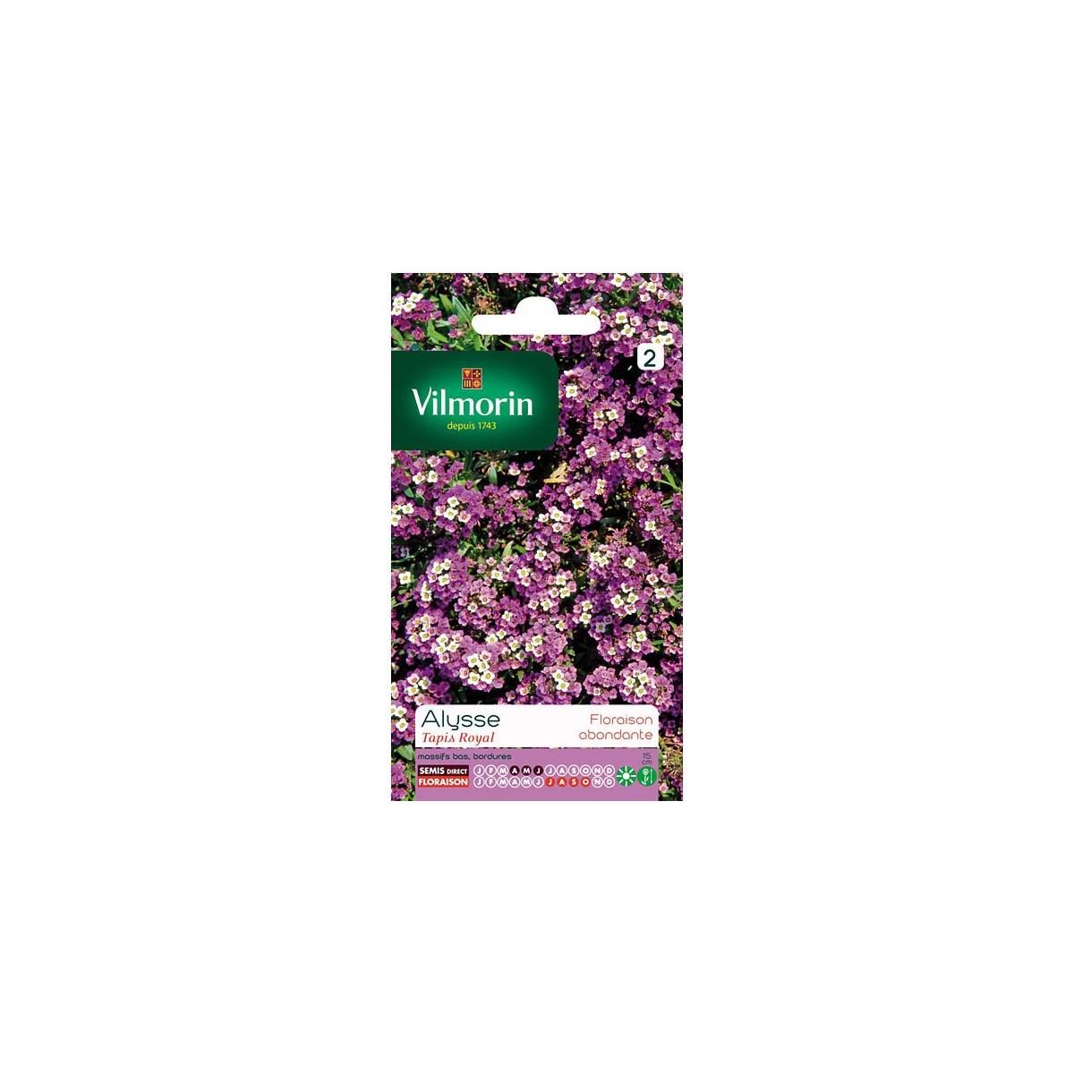 bolsa de semillas Alyssum Real Alfombra