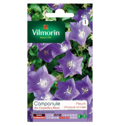 Sachet seeds Campanula carpathian blue