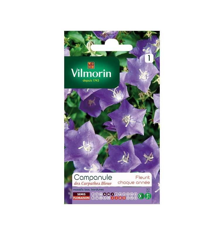 Sachet seeds Campanula carpathian blue