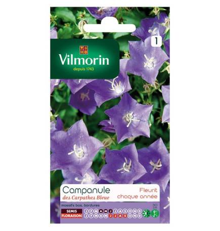 Sachet seeds Campanula carpathian blue