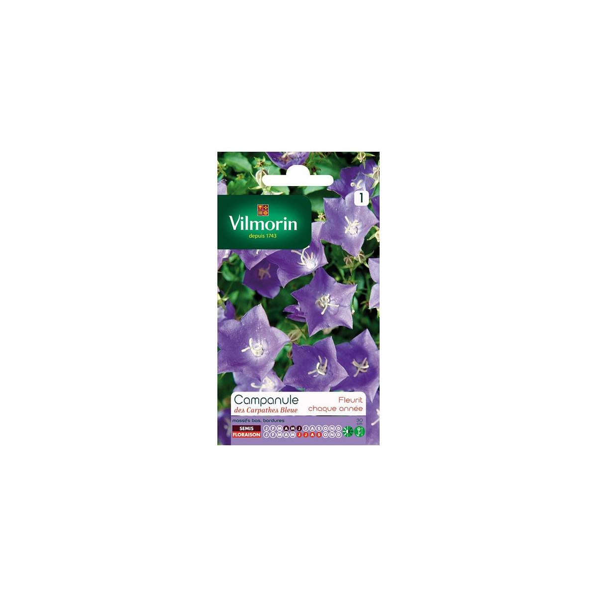 Sachet seeds Campanula carpathian blue