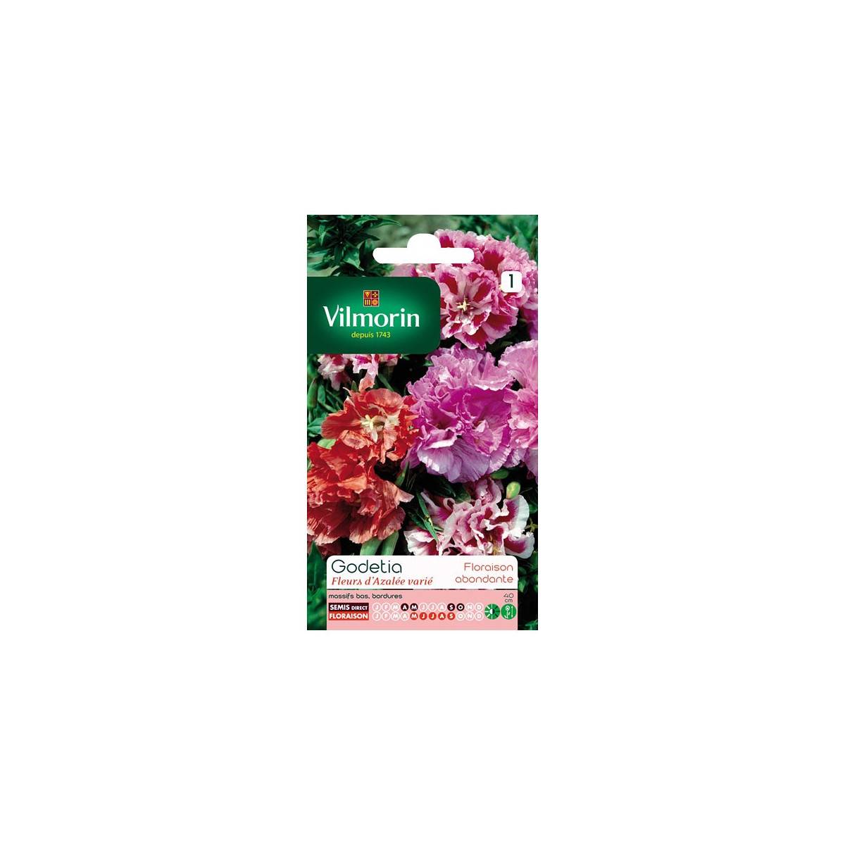 Sachet graines Godetia fleurs d'azalée varié