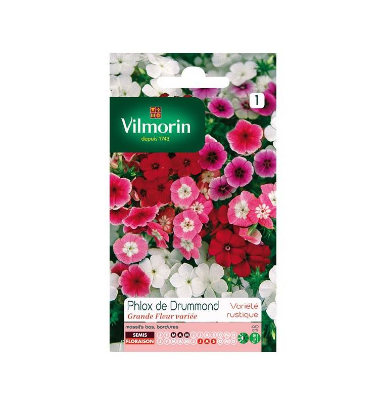 Sachet graines Phlox de Drummond grande fleur variée