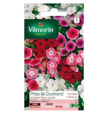 Sachet graines Phlox de Drummond grande fleur variée