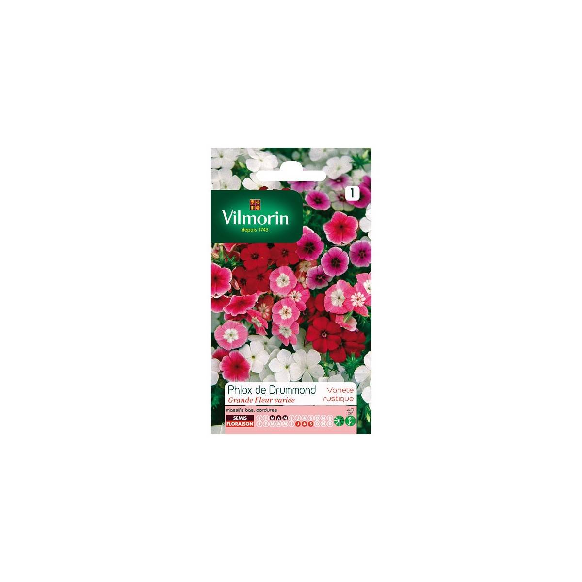 Sachet graines Phlox de Drummond grande fleur variée