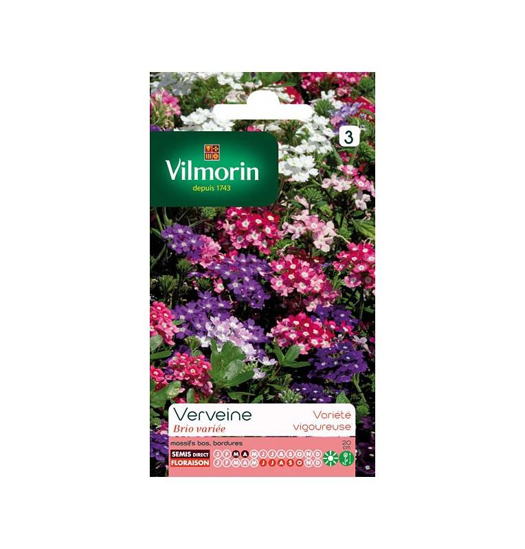 Verbena Verte Brio Variety Pack