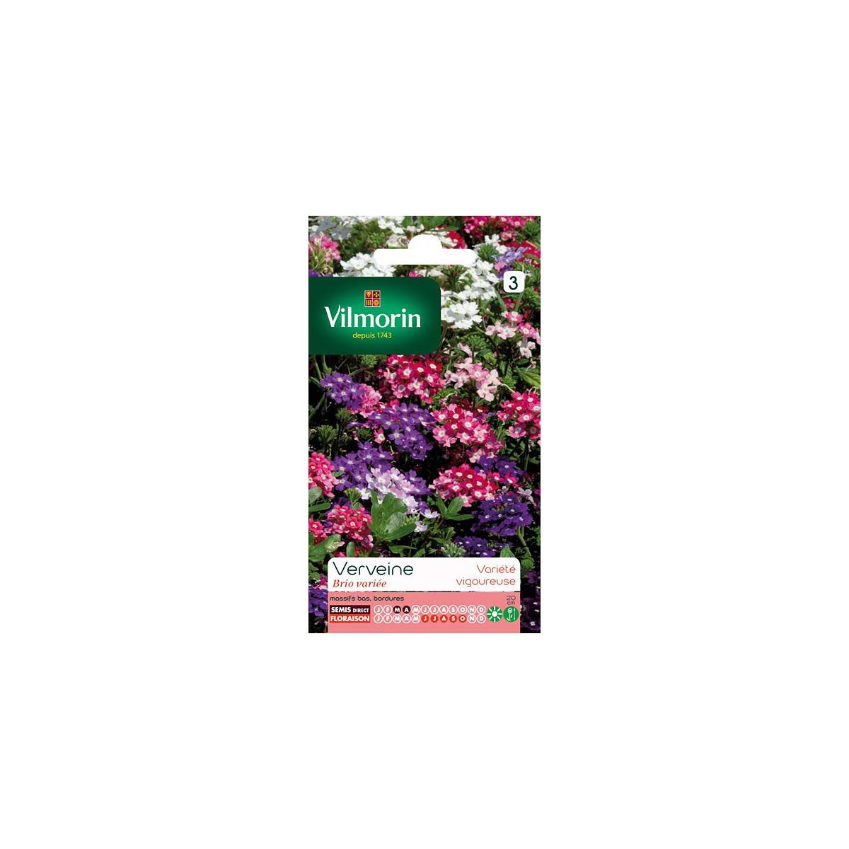 Verbena Verte Brio Variety Pack