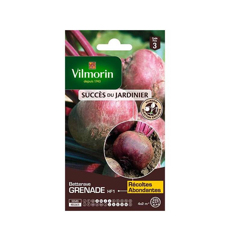 Beetroot Grenada HF1