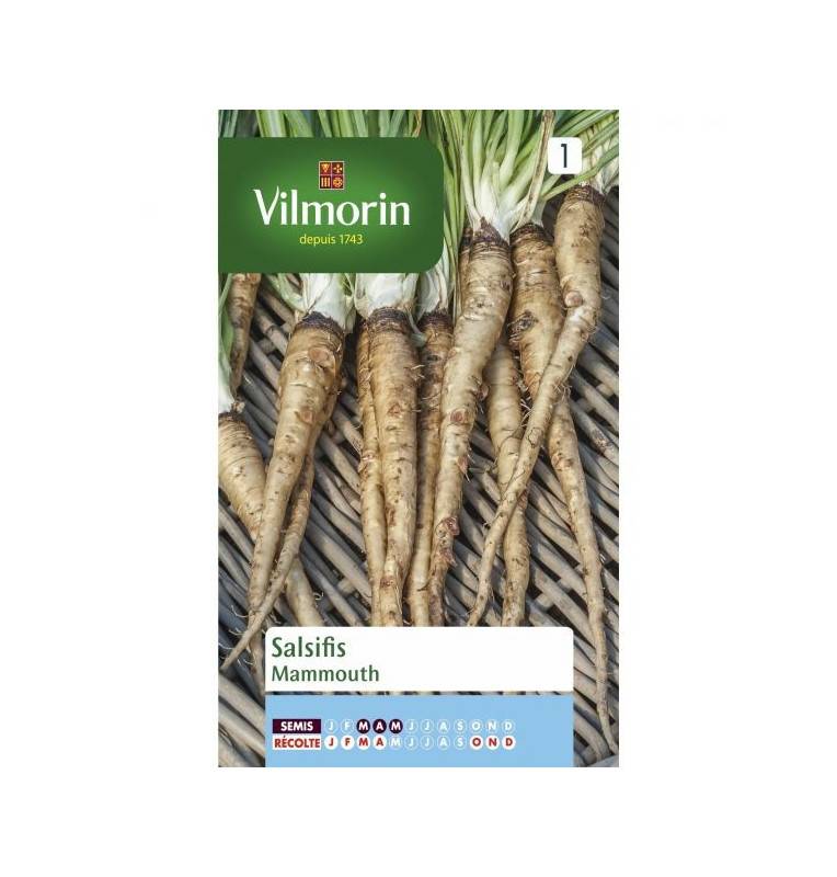 semillas Paquete Salsify Mammoth