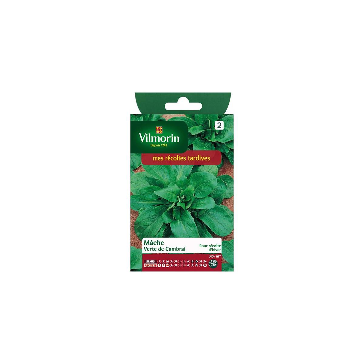 Sachet graines Mache verte de Cambrai