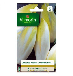 Bag seeds Chicory Witloof Platinum