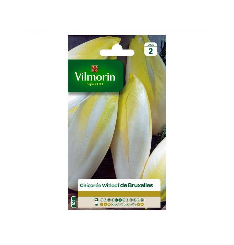 Bag seeds Chicory Witloof Platinum