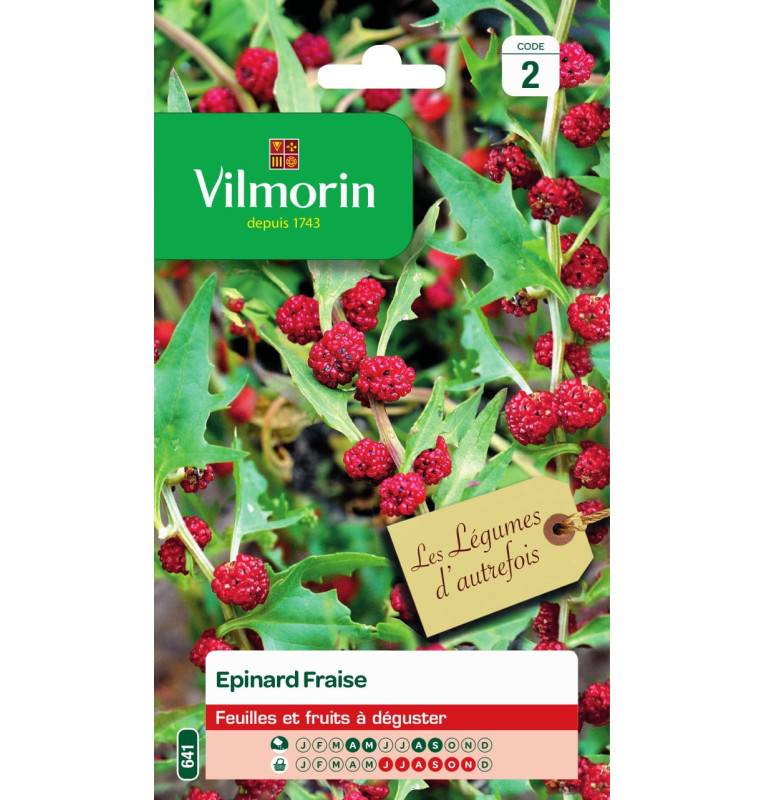 Sachet seeds Spinach Strawberry - Chenopodium capitatum