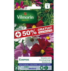 Sachet graines Cosmos à grande fleurs Varié +50% gratuit -Cosmos bipinnatus