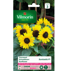 Sachet graines Tournesol Suntastic F1 - Helianthus annuus