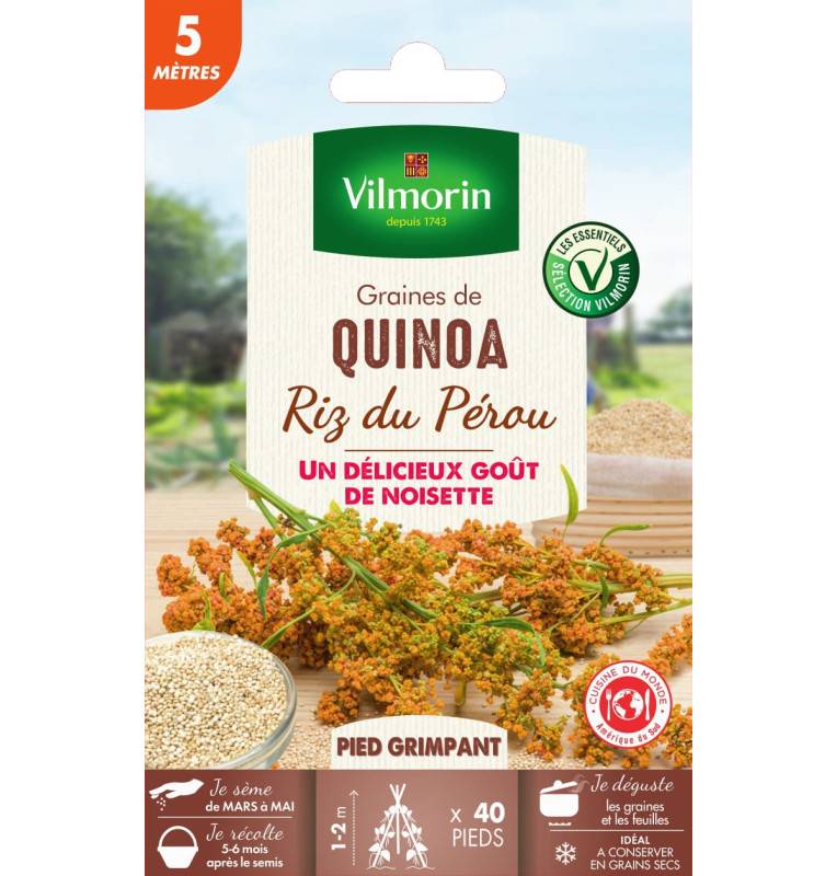 Quinoa seed packet Peruvian rice - Chenopodium quinoa