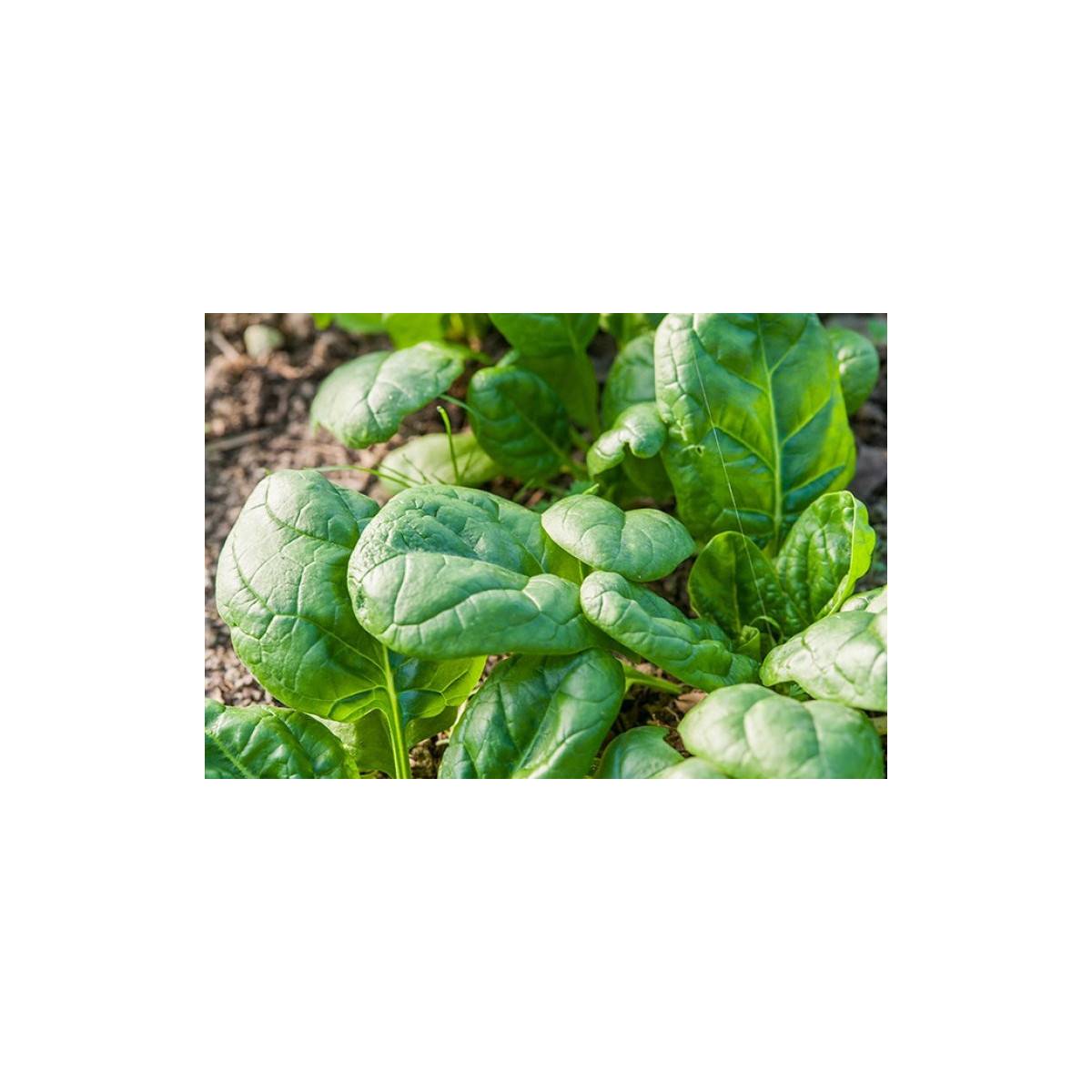 Previa HF1 Epinard Seeds - 5 kg bag