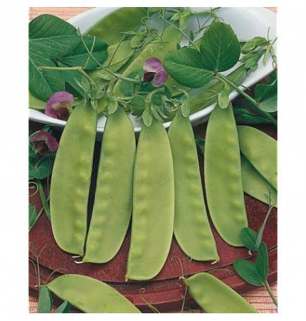 Giant Pea seeds with purple flowers - 5 kg bag