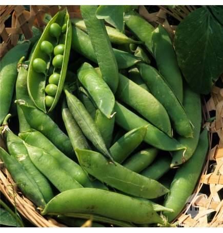 Small Provencal Dwarf Pea Seeds Round Grain - 5 Kigs Bag