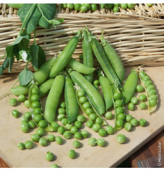 Graines de Pois à rames Roi des conserves - sac de 5 kgs