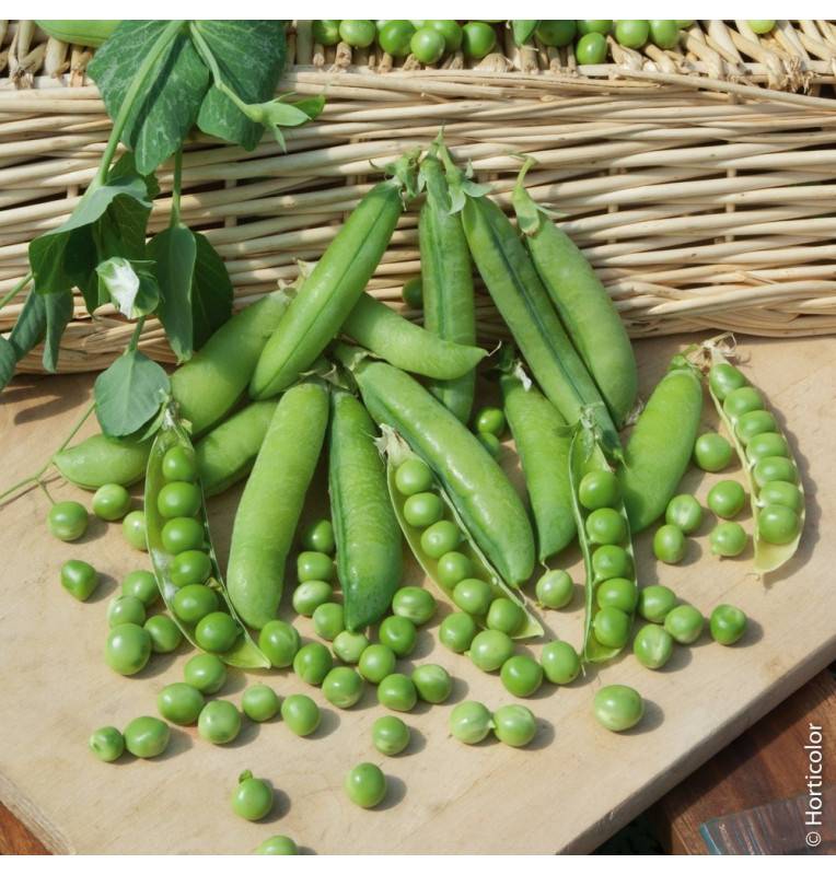 Graines de Pois à rames Roi des conserves - sac de 5 kgs