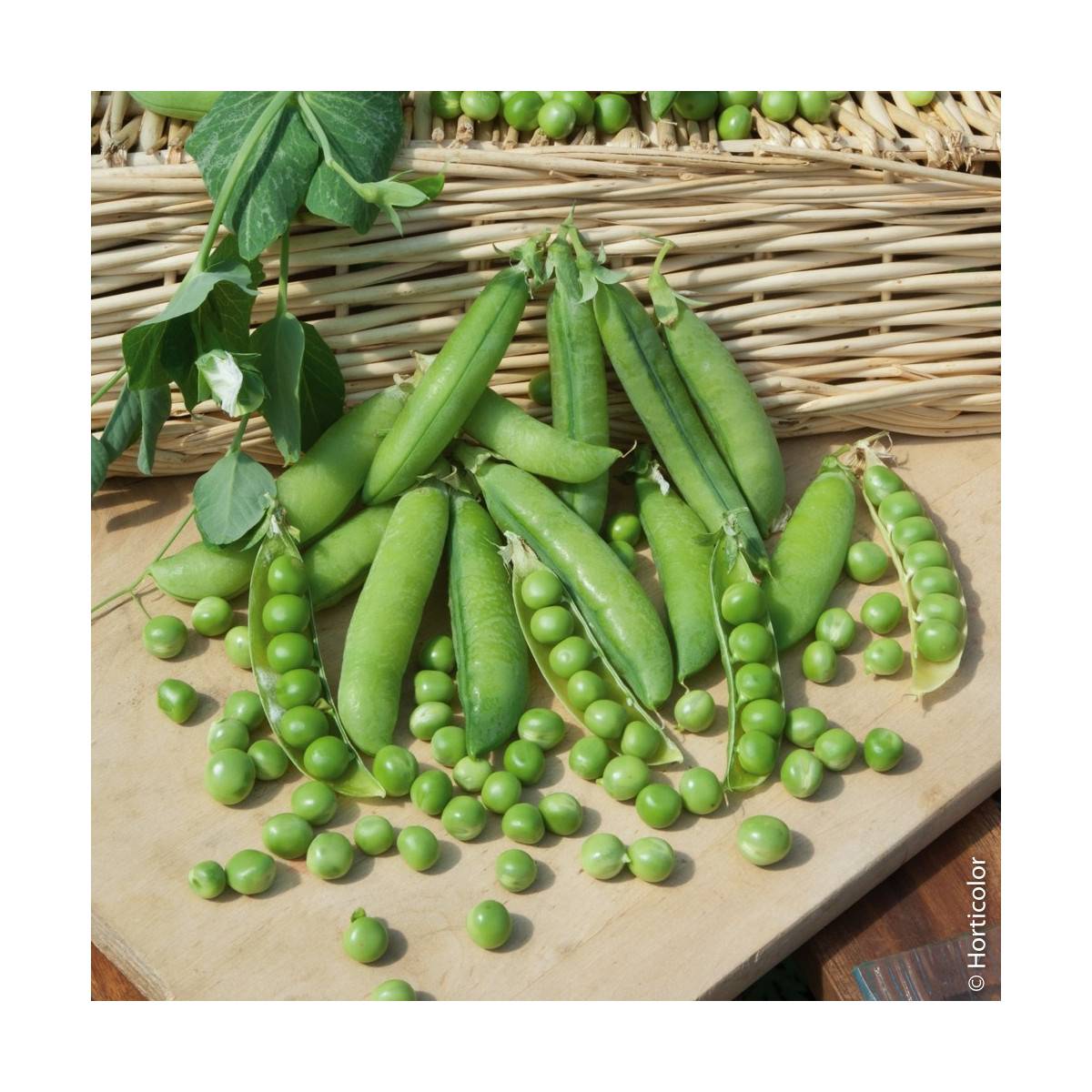 Graines de Pois à rames Roi des conserves - sac de 5 kgs