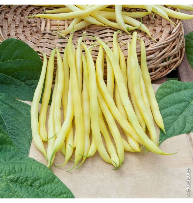 Rocquencourt Bean Seeds - 5 kg bag