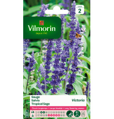 Sachet graines Sauge Bleue Victoria