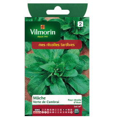 Sachet seeds Mache green of Cambrai