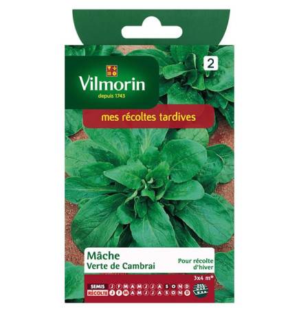 Sachet graines Mache verte de Cambrai