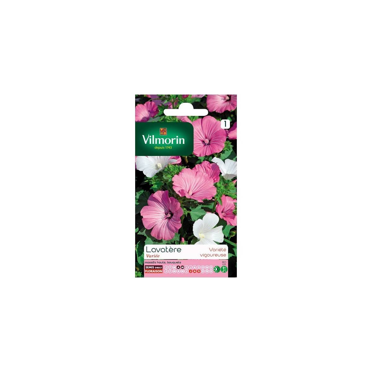 Product sheet Lavatera with large flower